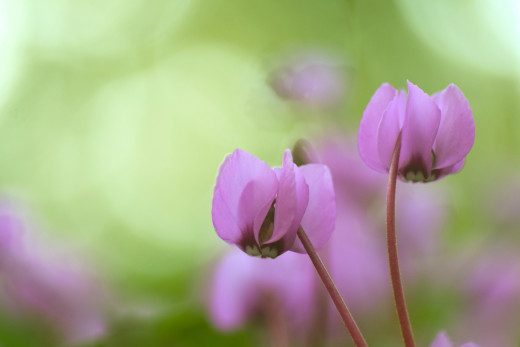 914576 (a): :2048x1365